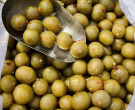 Sấu ngâm đường