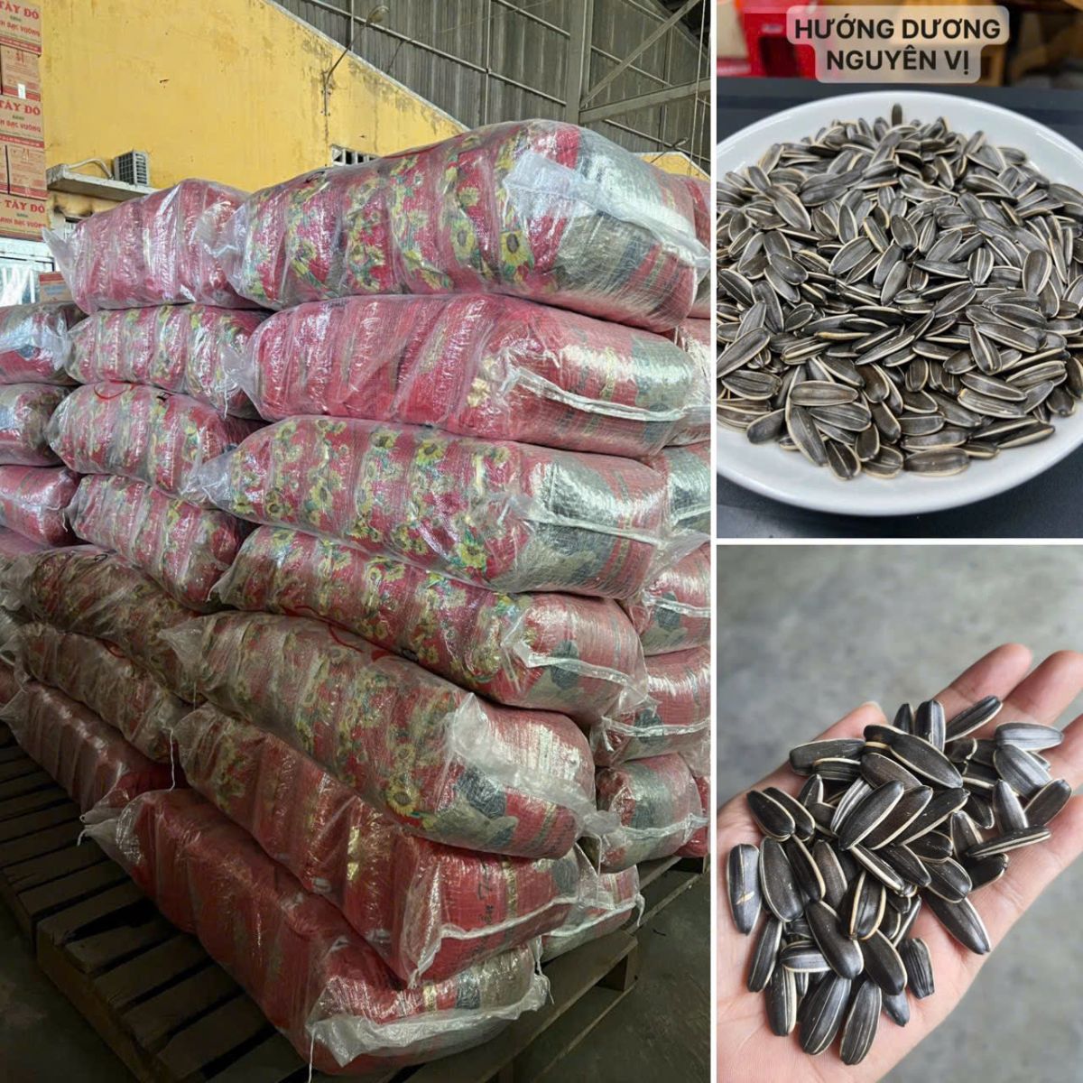 Hạt Hướng Dương Tuấn Khang 