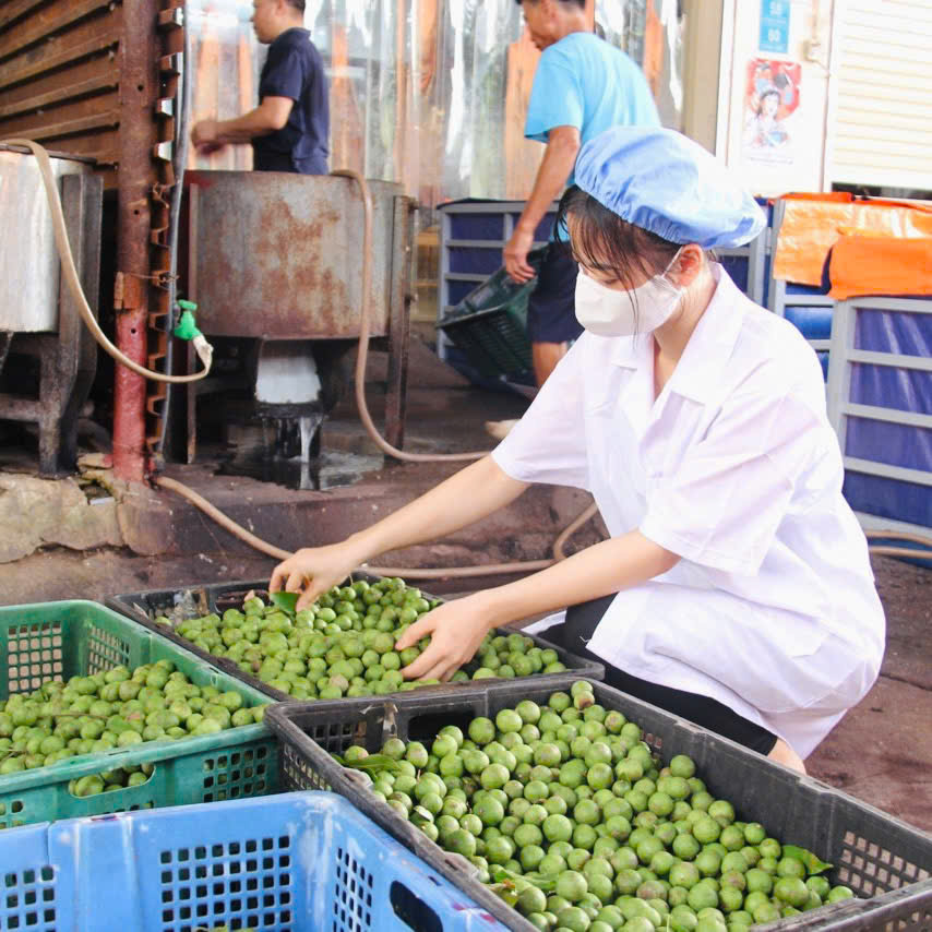 Trái Sấu Ngâm Đường 