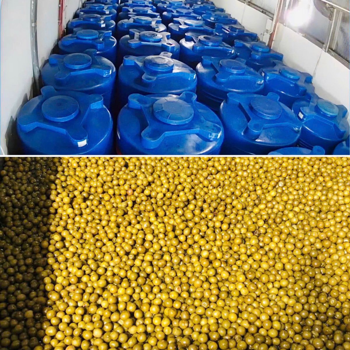 sấu ngâm đường nguyên chất thơm ngon