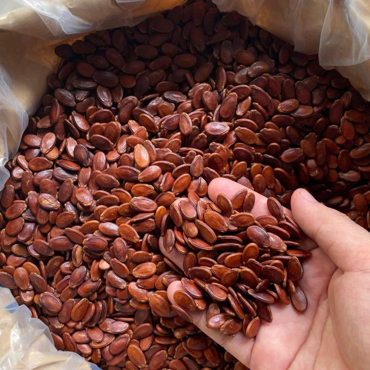 Hạt Dưa Rang Củi 